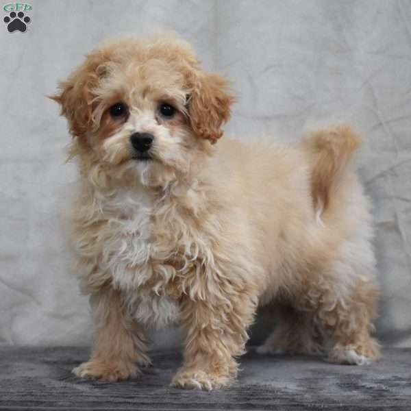 Gina, Bich-Poo Puppy